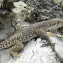 Large Spotted  Leopard Lizard