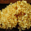 Cauliflower mushroom