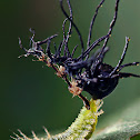 Tortoise Beetle Larva