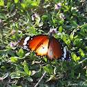 Plain Tiger Butterfly