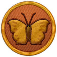 Butterflies & Moths of the World