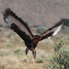 Jackal Buzzard