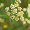 Siberian Yarrow