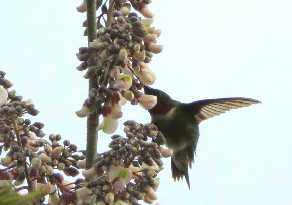 Spotting Image 1