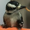 Fledgling Downy Woodpecker 