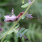Macdunnough's Acleris