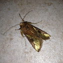 Golden Plusia