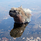 Iguana marina. Marine Iguana
