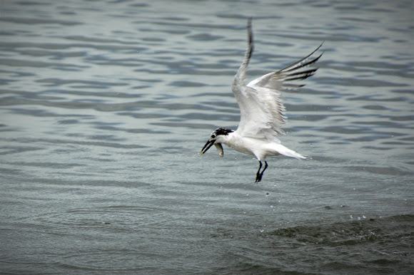 Spotting Image 1