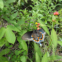 Pipevine Swallowtail