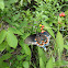 Pipevine Swallowtail