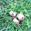 Puffball