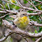 Common Yellowthroat (juvenile)