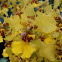 Dancing Lady Orchid