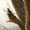 Blue Jay/Indian Roller