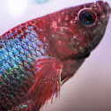 Betta fish