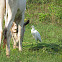 Cattle egret