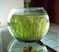 Peceras Redonda Plantas Naturales