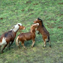 horse