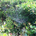 Spider web