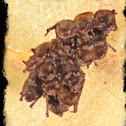 Little Brown Bats