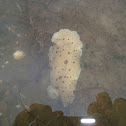 Leopard Nudibranch