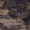 Northern Flying Squirrel