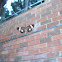 Magpie Moth