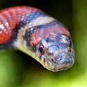 Red Milk Snake