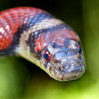 Red Milk Snake