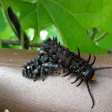 Bold jumping spider