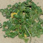 campanilla del mar (calystegia soldanella)