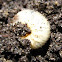 May Beetle Grub