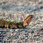 Eastern Cottonmouth