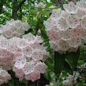 Mountain Laurel