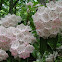 Mountain Laurel