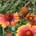 Aggressive Bee