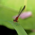 Orange Bluet