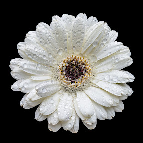 Daisy by Steven Put - Nature Up Close Flowers
