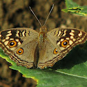 Lemon Pansy