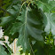 Shumard Oak