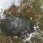 Yellow-bellied Slider
