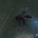 Vespoid wasp