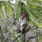 Toque macaque
