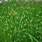 Zebra grass