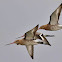 Blacktailed Godwit
