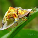Turtle Beetle~