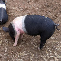 Pig