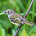 White-eyed Vireo (immature)