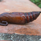 Pupa
